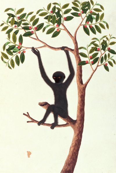 Black Long Armed Ape, Ongka Pitam, from Drawings of Animals, Insects and Reptiles from Malacca, c.1805-18 by Chinese School
